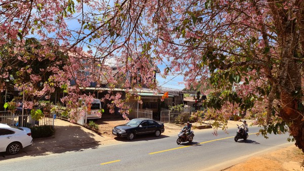 Lễ hội hoa mai anh đào - Đà Lạt xuân 2026