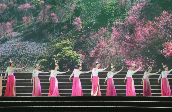 Mai anh đào Đà Lạt rực rỡ sắc xuân trong đêm khai hội