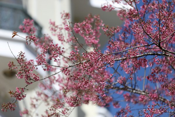 Mai anh đào Đà Lạt rực rỡ sắc xuân trong đêm khai hội