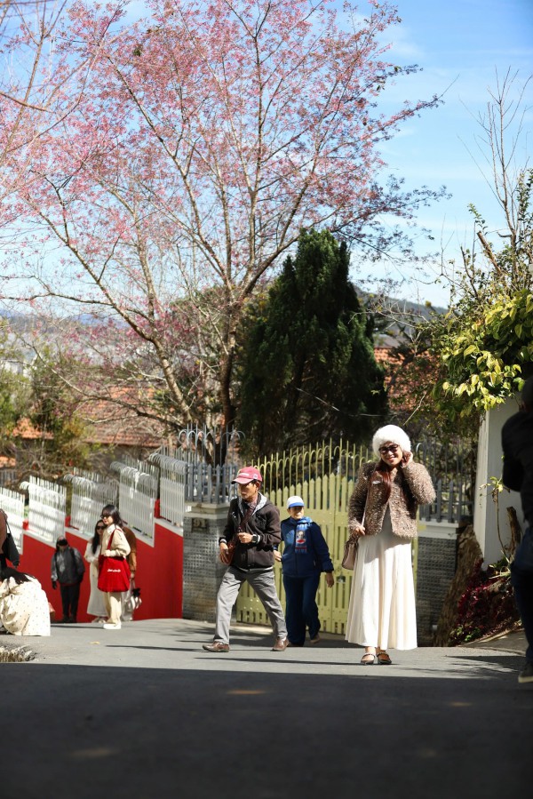 Mai anh đào Đà Lạt rực rỡ sắc xuân trong đêm khai hội
