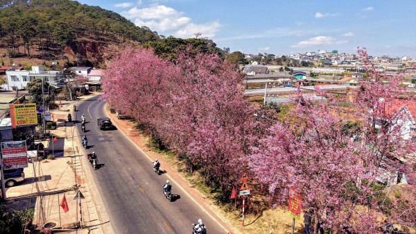 Mai anh đào nở rộ, 'nhuộm hồng' Đà Lạt trước Tết Bính Ngọ