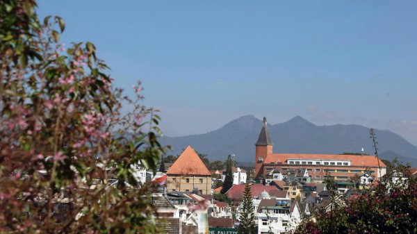 Mai anh đào nở rộ, 'nhuộm hồng' Đà Lạt trước Tết Bính Ngọ