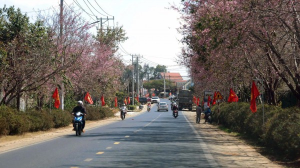 Mai anh đào nở rộ, 'nhuộm hồng' Đà Lạt trước Tết Bính Ngọ