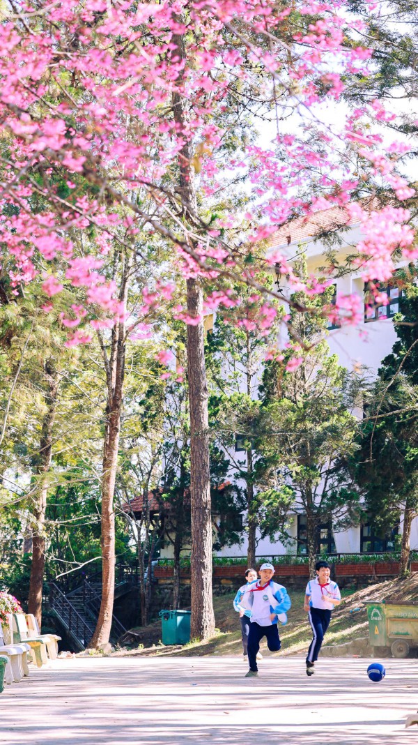 Mai anh đào nở rộ, 'nhuộm hồng' Đà Lạt trước Tết Bính Ngọ