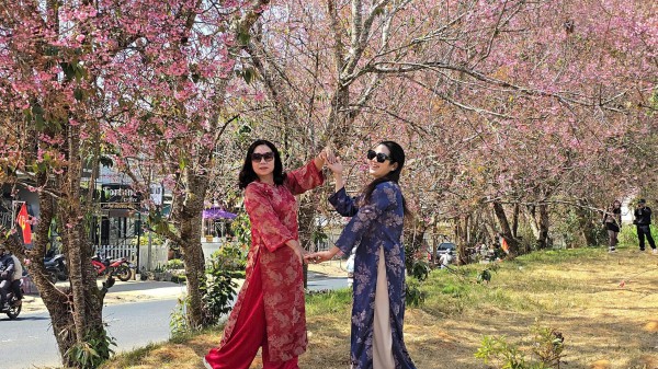Mai anh đào nở rộ, 'nhuộm hồng' Đà Lạt trước Tết Bính Ngọ