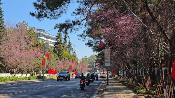 Mai anh đào nở rộ, 'nhuộm hồng' Đà Lạt trước Tết Bính Ngọ