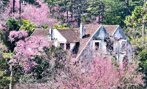 Mai anh đào nở rộ, 'nhuộm hồng' Đà Lạt trước Tết Bính Ngọ