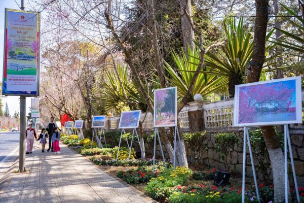 Mai anh đào nở rộ, 'nhuộm hồng' Đà Lạt trước Tết Bính Ngọ