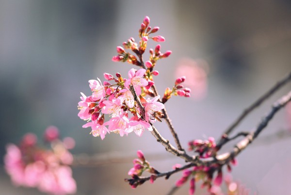 Mai anh đào nở rộ, 'nhuộm hồng' Đà Lạt trước Tết Bính Ngọ