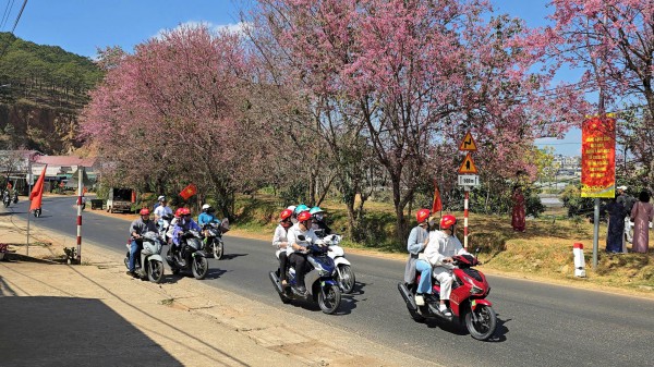 Mai anh đào nở rộ, 'nhuộm hồng' Đà Lạt trước Tết Bính Ngọ