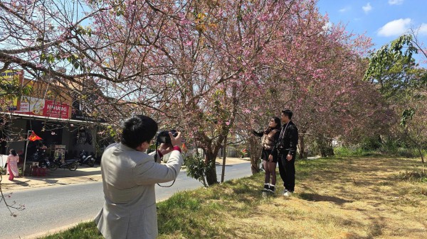 Mai anh đào nở rộ, 'nhuộm hồng' Đà Lạt trước Tết Bính Ngọ