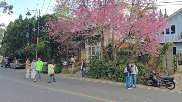 Mai anh đào nở rộ, 'nhuộm hồng' Đà Lạt trước Tết Bính Ngọ