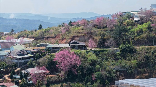 Mai anh đào nở rộ, 'nhuộm hồng' Đà Lạt trước Tết Bính Ngọ