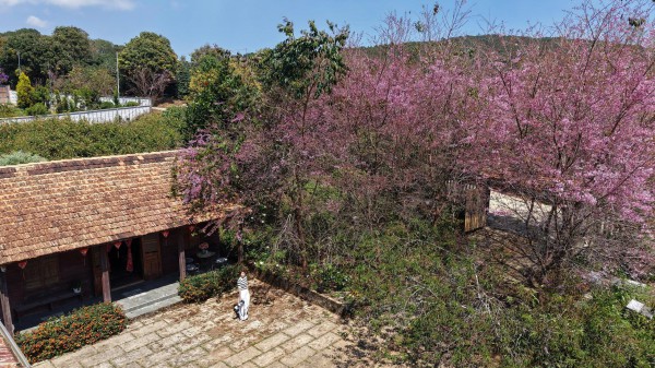 Mai anh đào nở rộ, 'nhuộm hồng' Đà Lạt trước Tết Bính Ngọ