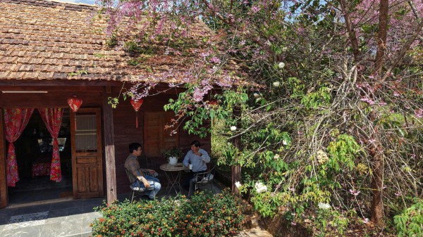 Mai anh đào nở rộ, 'nhuộm hồng' Đà Lạt trước Tết Bính Ngọ