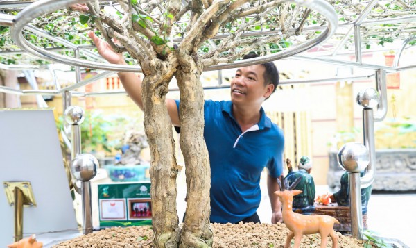 Mai vàng cổ thụ độc bản Việt Nam nhận kỷ lục châu Á có gì đặc biệt? Mai vàng cổ thụ độc bản Việt Nam nhận kỷ lục châu Á có gì đặc biệt?