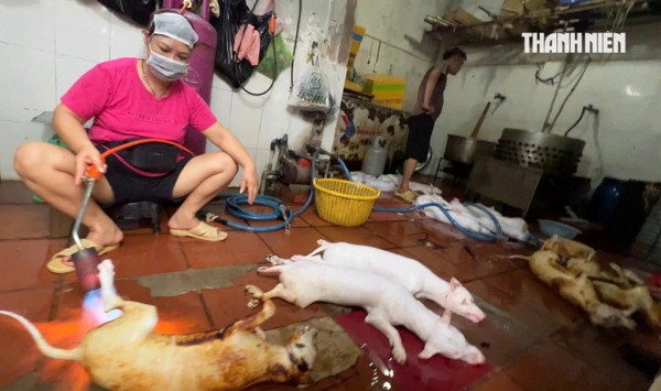 Nghệ sĩ bày tỏ quan điểm về nạn giết mổ lậu chó, mèo Nghệ sĩ bày tỏ quan điểm về nạn giết mổ lậu chó, mèo