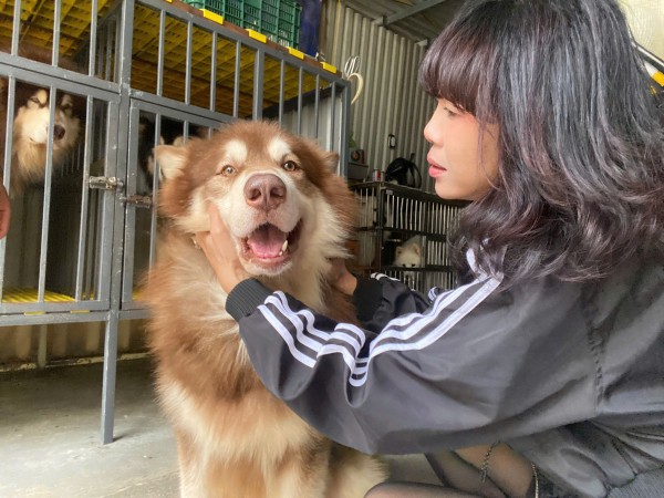 Nghệ sĩ bày tỏ quan điểm về nạn giết mổ lậu chó, mèo Nghệ sĩ bày tỏ quan điểm về nạn giết mổ lậu chó, mèo