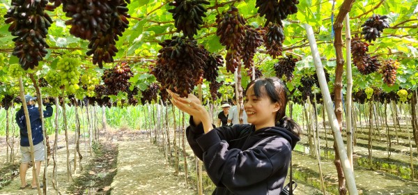 Ninh Thuận: Thi Hoa hậu Doanh nhân toàn năng trong tuần văn hóa, thể thao, du lịch
