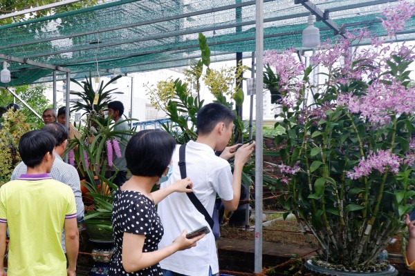 Quy tụ 400 tác phẩm tại lễ hội hoa lan Đà Nẵng
