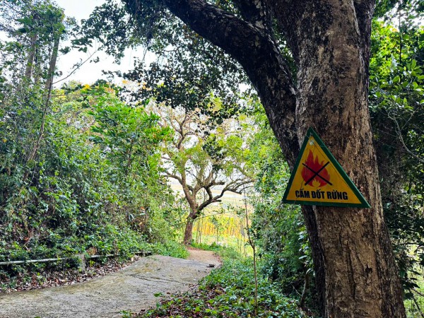 Rừng thiêng giữa phố: Dấu tích lịch sử dưới tán rừng Thiên Ấn Rừng thiêng giữa phố: Dấu tích lịch sử dưới tán rừng Thiên Ấn