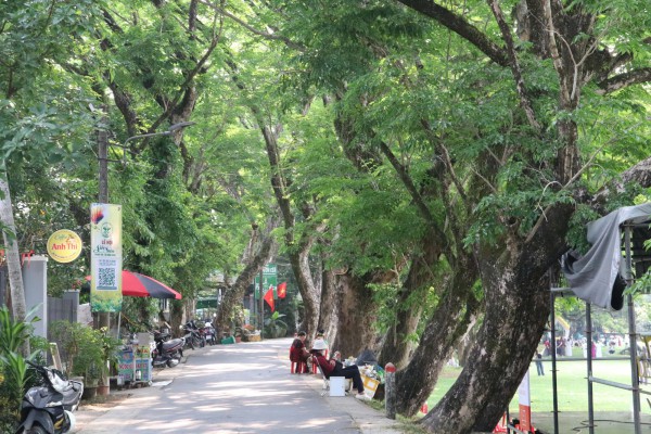 Rừng thiêng giữa phố: Độc đáo rừng sưa di sản