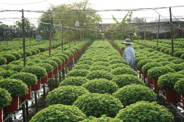 Từ nghề thuần nông đến di sản quốc gia Từ nghề thuần nông đến di sản quốc gia