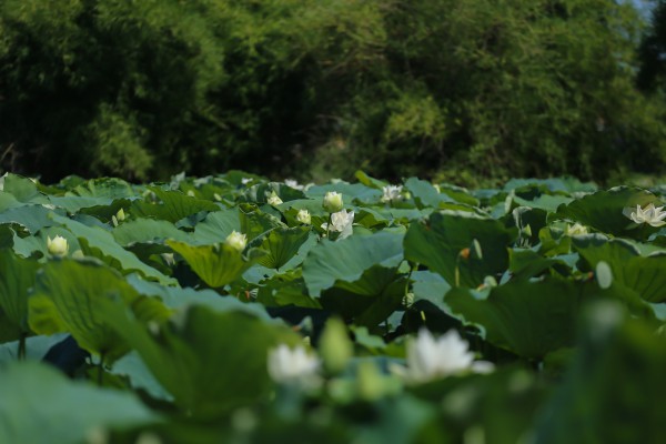 Vào đảo Bồng Lai thưởng trà, ăn món ngon từ sen Huế Vào đảo Bồng Lai thưởng trà, ăn món ngon từ sen Huế