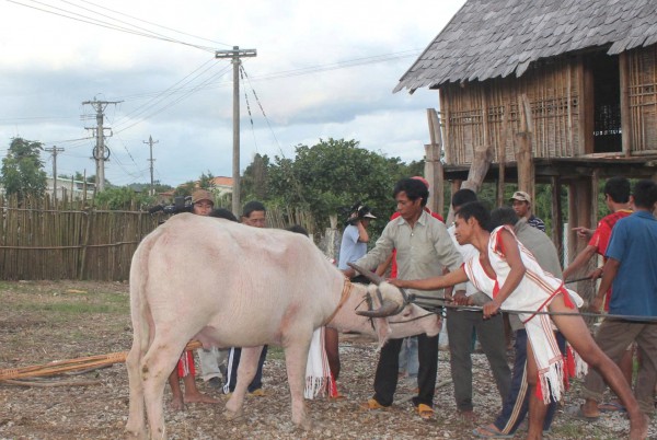 Vật thiêng của làng: Thần ngà voi của người Rơ Mâm Vật thiêng của làng: Thần ngà voi của người Rơ Mâm