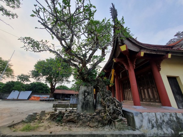 Về Nam Định chiêm ngưỡng 2 cây đại cổ thế uốn tựa rồng bay