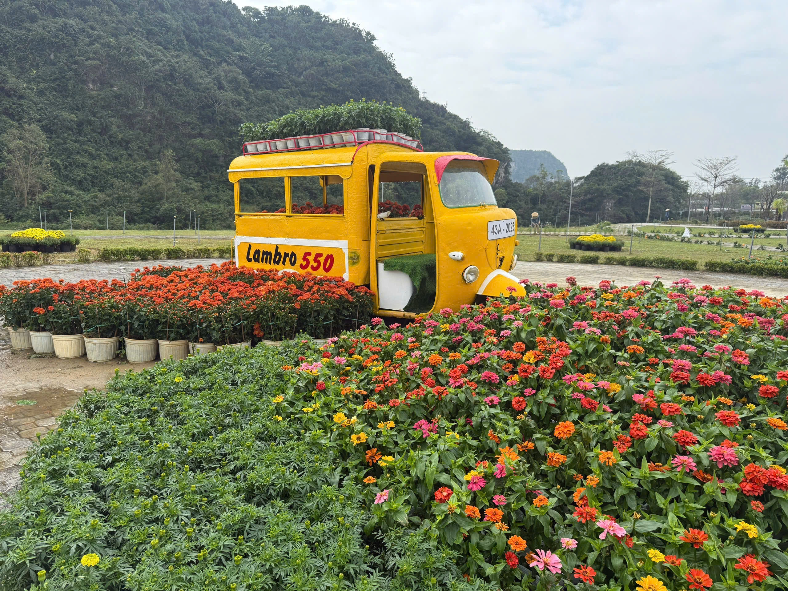 Vườn hoa xuân tại danh thắng Ngũ Hành Sơn mở cửa đón khách