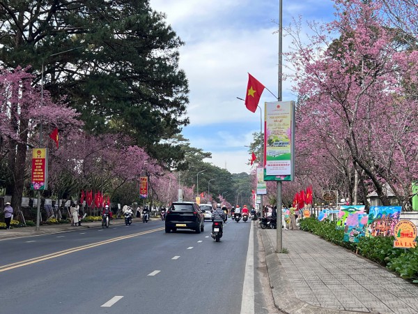'Âm vang sắc hồng trên phố núi' Đà Lạt cuốn hút du khách 'Âm vang sắc hồng trên phố núi' Đà Lạt cuốn hút du khách