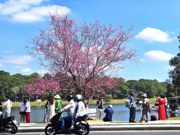 'Âm vang sắc hồng trên phố núi' Đà Lạt cuốn hút du khách 'Âm vang sắc hồng trên phố núi' Đà Lạt cuốn hút du khách