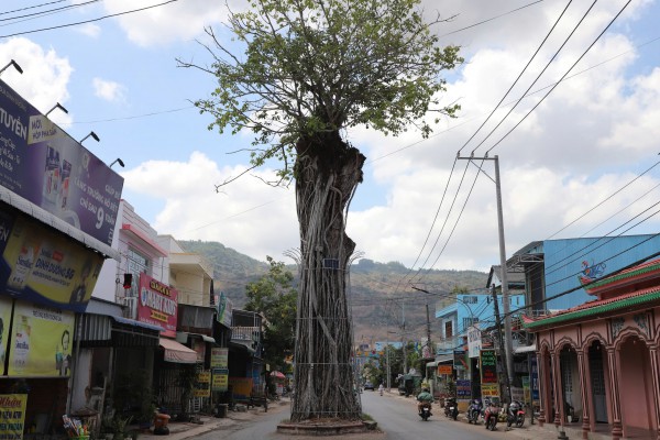 Độc đáo cây dầu cổ thụ hơn 300 tuổi: Chết mà như vẫn sống Độc đáo cây dầu cổ thụ hơn 300 tuổi: Chết mà như vẫn sống