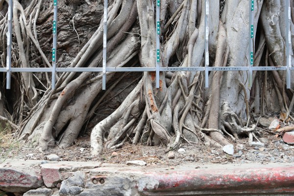 Độc đáo cây dầu cổ thụ hơn 300 tuổi: Chết mà như vẫn sống Độc đáo cây dầu cổ thụ hơn 300 tuổi: Chết mà như vẫn sống