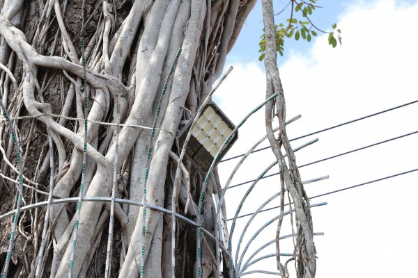 Độc đáo cây dầu cổ thụ hơn 300 tuổi: Chết mà như vẫn sống Độc đáo cây dầu cổ thụ hơn 300 tuổi: Chết mà như vẫn sống