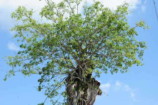 Độc đáo cây dầu cổ thụ hơn 300 tuổi: Chết mà như vẫn sống Độc đáo cây dầu cổ thụ hơn 300 tuổi: Chết mà như vẫn sống