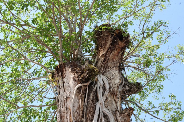 Độc đáo cây dầu cổ thụ hơn 300 tuổi: Chết mà như vẫn sống Độc đáo cây dầu cổ thụ hơn 300 tuổi: Chết mà như vẫn sống