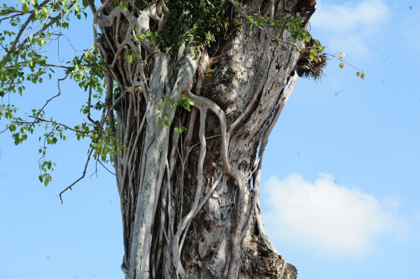 Độc đáo cây dầu cổ thụ hơn 300 tuổi: Chết mà như vẫn sống Độc đáo cây dầu cổ thụ hơn 300 tuổi: Chết mà như vẫn sống