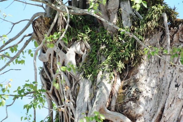 Độc đáo cây dầu cổ thụ hơn 300 tuổi: Chết mà như vẫn sống Độc đáo cây dầu cổ thụ hơn 300 tuổi: Chết mà như vẫn sống