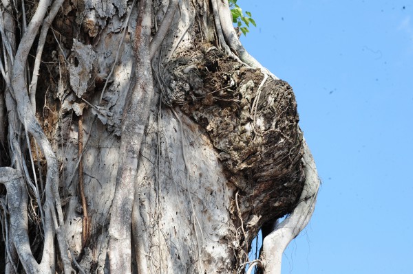 Độc đáo cây dầu cổ thụ hơn 300 tuổi: Chết mà như vẫn sống Độc đáo cây dầu cổ thụ hơn 300 tuổi: Chết mà như vẫn sống