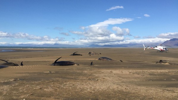 Bí ẩn khó lý giải: Hơn 50 chú cá voi khổng lồ chết tập thể trên một bãi biển hoang vắng và cô lập ở Iceland Bí ẩn khó lý giải: Hơn 50 chú cá voi khổng lồ chết tập thể trên một bãi biển hoang vắng và cô lập ở Iceland