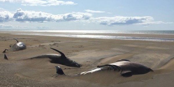 Bí ẩn khó lý giải: Hơn 50 chú cá voi khổng lồ chết tập thể trên một bãi biển hoang vắng và cô lập ở Iceland Bí ẩn khó lý giải: Hơn 50 chú cá voi khổng lồ chết tập thể trên một bãi biển hoang vắng và cô lập ở Iceland
