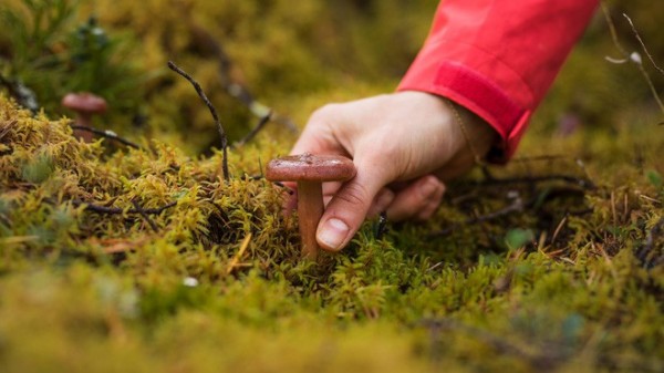 Cận cảnh cuộc sống kỳ lạ tại vùng đất "Mặt trời mọc lúc nửa đêm": Lạnh giá quanh năm, nhưng chỉ dựa vào thiên nhiên cũng đủ sống Cận cảnh cuộc sống kỳ lạ tại vùng đất "Mặt trời mọc lúc nửa đêm": Lạnh giá quanh năm, nhưng chỉ dựa vào thiên nhiên cũng đủ sống