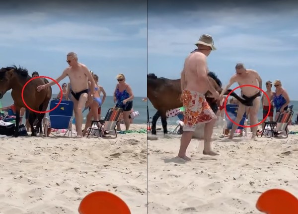 Phớt lờ biển báo CẤM SỜ, người đàn ông hiếu kỳ liền bị ngựa đá vào "của quý" Phớt lờ biển báo CẤM SỜ, người đàn ông hiếu kỳ liền bị ngựa đá vào "của quý"