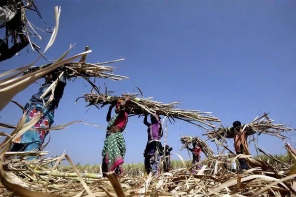 Thực trạng đáng buồn tại Ấn Độ: Phụ nữ chấp nhận cắt bỏ tử cung, chấm dứt kinh nguyệt chỉ để được nhận vào làm với đồng lương rẻ mạt