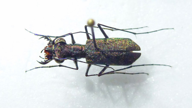 Sinh vật đã tuyệt chủng bất ngờ xuất hiện ở “thành phố của Thần Khỉ” tại Honduras Sinh vật đã tuyệt chủng bất ngờ xuất hiện ở “thành phố của Thần Khỉ” tại Honduras