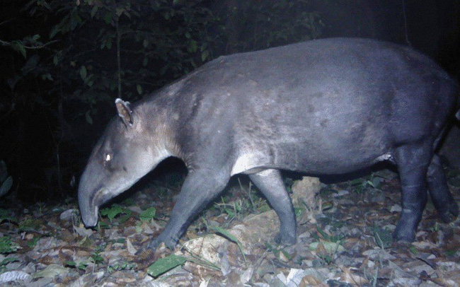 Sinh vật đã tuyệt chủng bất ngờ xuất hiện ở “thành phố của Thần Khỉ” tại Honduras Sinh vật đã tuyệt chủng bất ngờ xuất hiện ở “thành phố của Thần Khỉ” tại Honduras