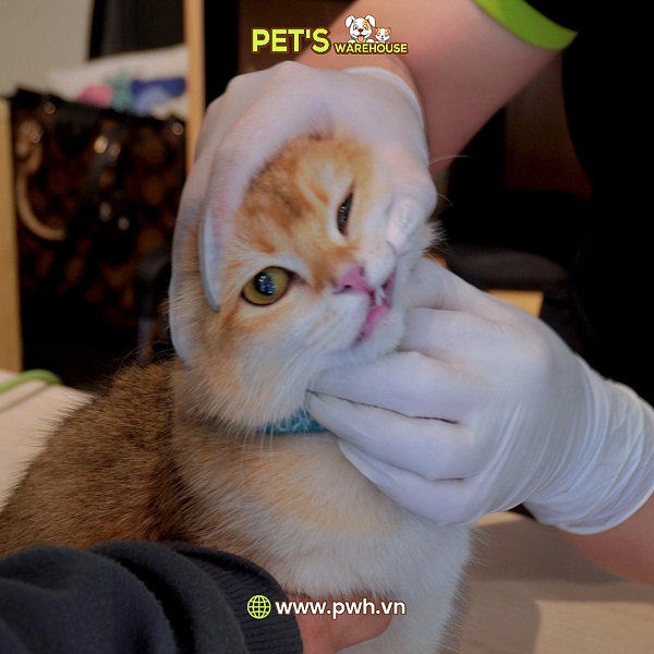 chuoi-ngay-hoi-kiem-tra-suc-khoe-mien-phi-cho-thu-cung-tai-tp-hcm