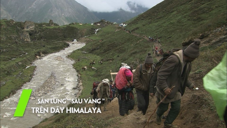 san-lung-sau-vang-tren-day-himalaya